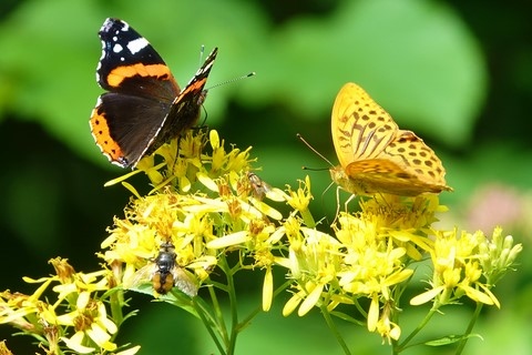 Papillons sur fleurs