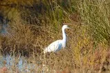 Etang de l'Or Aigrette