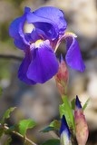 Iris des champs