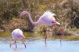 Etang de l'Or Flamants roses