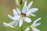 Phalangère à fleurs de lys