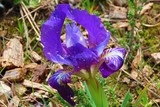 Iris violet des garrigues