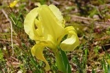 Iris jaune des garrigues