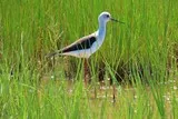 Candillargues Echasse blanche