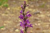 Limodore violette