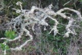 Lichen branches arbres
