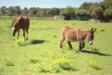 Cheval et âne