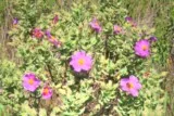 Cistes cotonneux