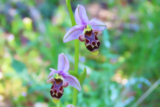 Ophrys bécasse