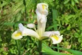 Iris maritime