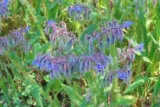 Bourrache officinale
