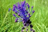 Muscari à toupet