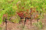 Castries Fondespierre Cadenet