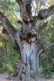 Chêne de Védas Chêne de Védas à Murviel-lès-Montpellier