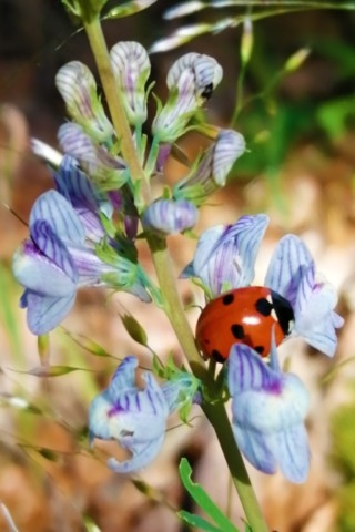 Coccinelle sur fleurs