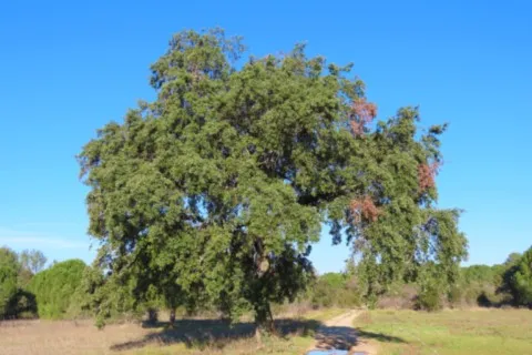 Un chêne à saint Drézéry