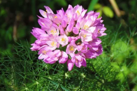 Ail rosé