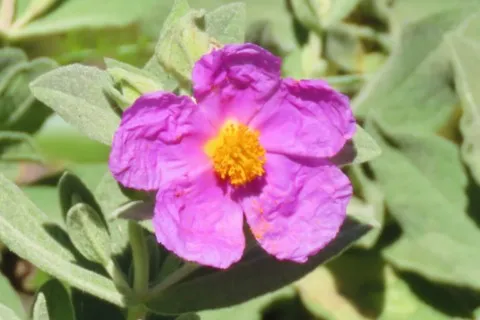 Ciste cotonneux