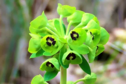 Euphorbe