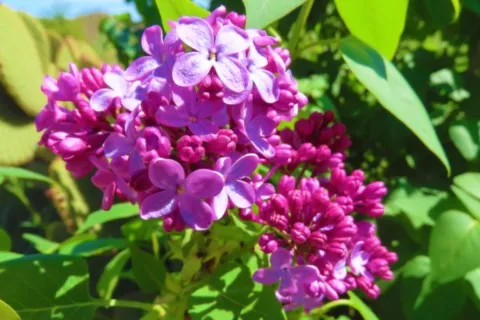 Lilas commun
