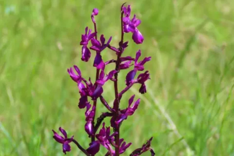 Orchis à fleurs lâches
