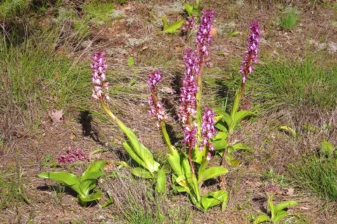 Orchis géant
