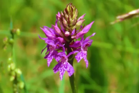 Orchis tacheté