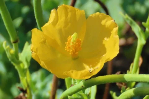 Pavot cornu