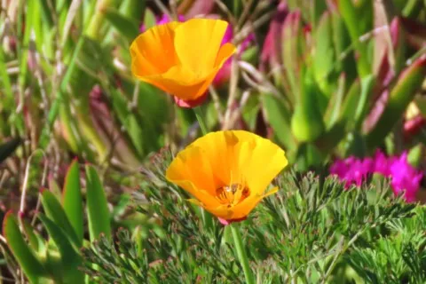 Pavot de Californie