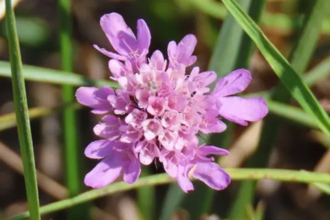 Scabieuse colombaire