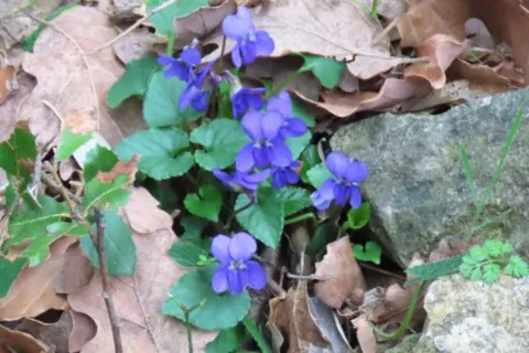 Violettes