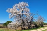 Amandier en fleurs