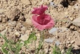 Coquelicot rose