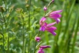 Orchis pyramidal