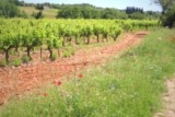 Vérargues vignes muscat