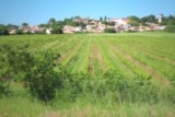 Vérargues vignes muscat