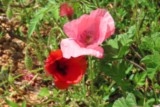 Coquelicots