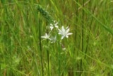 Phalangère à fleur de lys