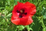 Coquelicot