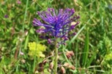 Muscari à toupet