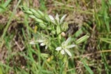 Phalangère à fleurs de lys