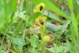 Ophrys jaune