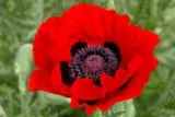 Coquelicot