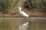 Aigrette