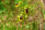 Ophrys Araignée