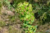 Euphorbe