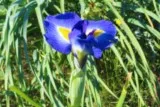 Iris à bulbe des Pyrénées