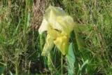 Iris nain jaune