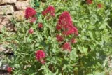 Valériane rouge