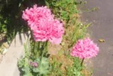 Pavots somnifères